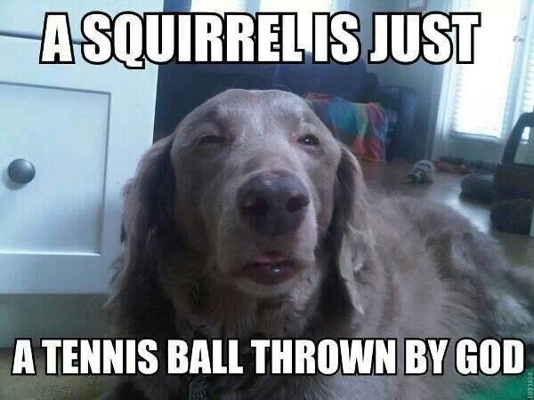 funny-a-squirrel-is-just-a-tennis-ball-thrown-by-god-01.jpg