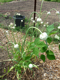 garlic flowers.jpg