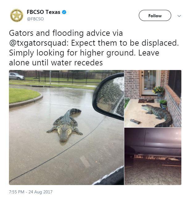 gator.jpg