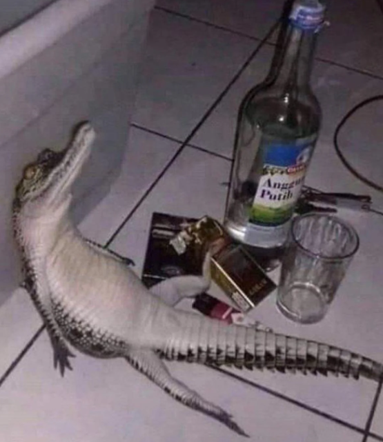 gatorgator.png