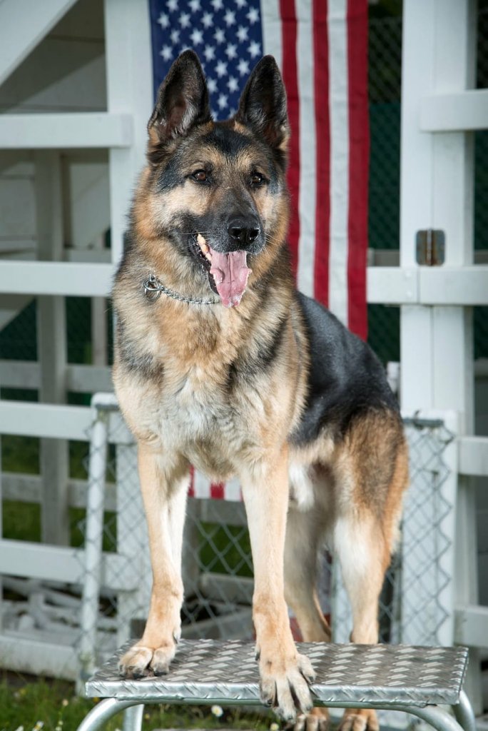 german-shepherd-dog-military-canine.jpg