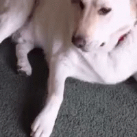 gifgif.gif