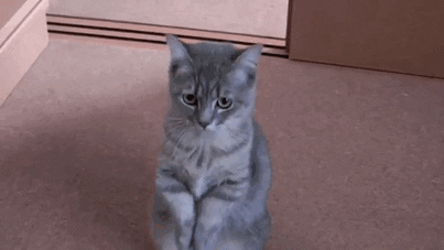giphy (2).gif