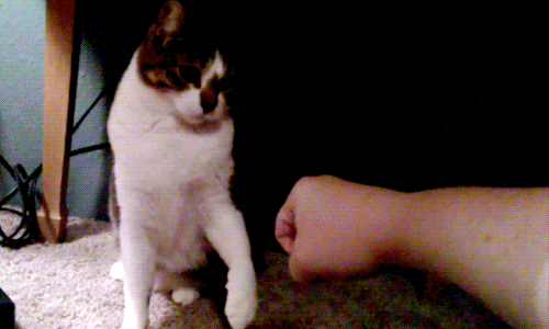 giphy (3).gif