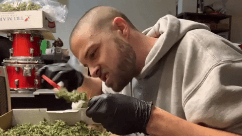 giphy-6 (1).gif