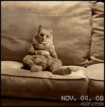 giphy.gif