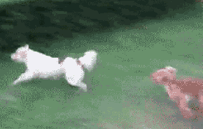 giphy123.gif