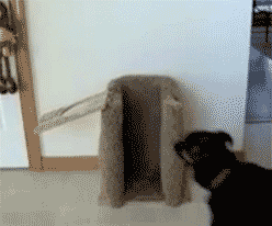 giphyng.gif