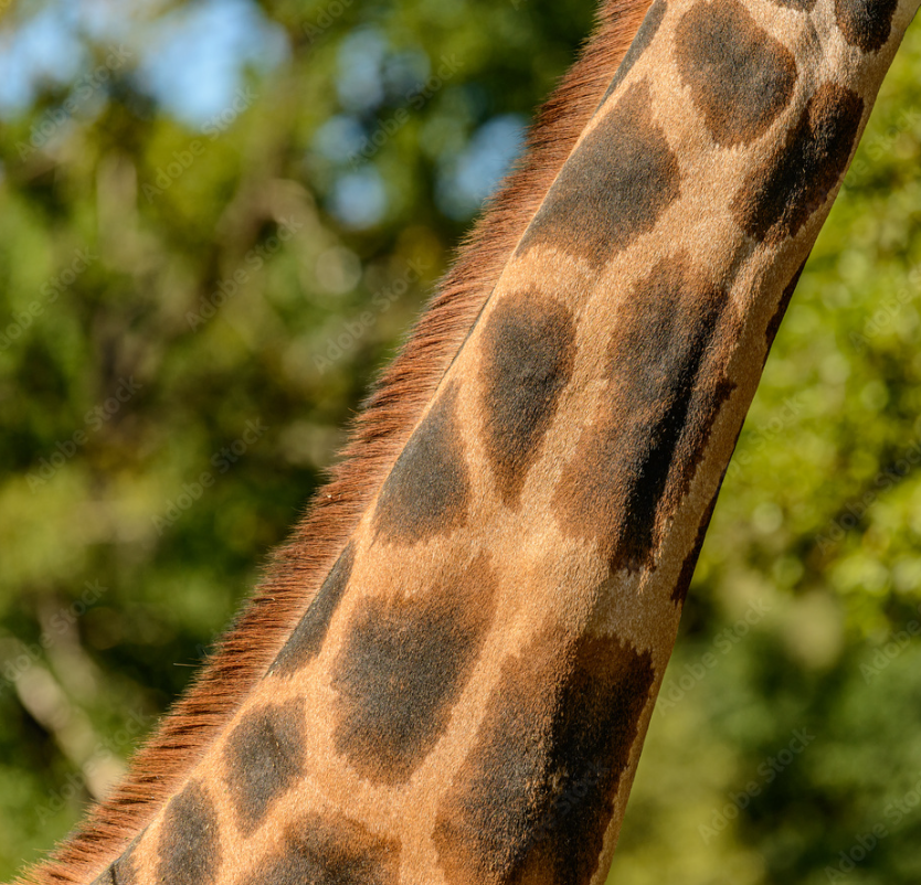 giraffe neck.png