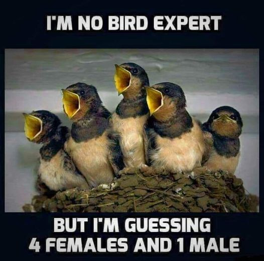 girls.jpg