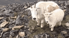 goat attack.gif