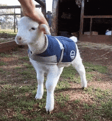 goat baby tail wag.gif