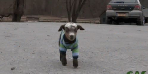 goat baby walk into camera.gif