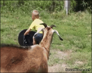 goat bump.gif