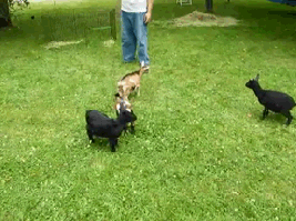 goat-deal with it.gif