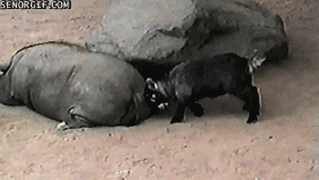 goatvspig.gif