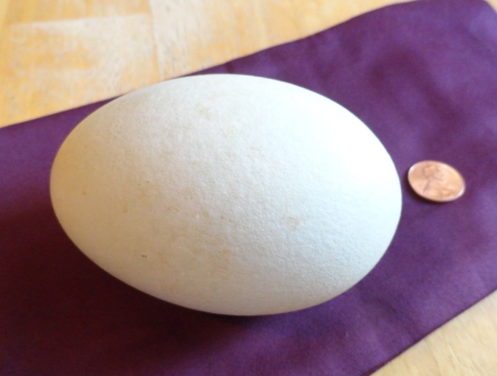 goose+egg.jpg