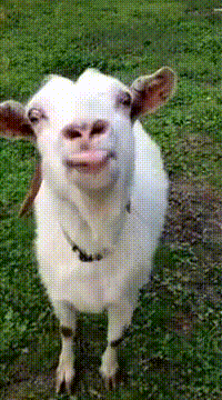 gt.gif