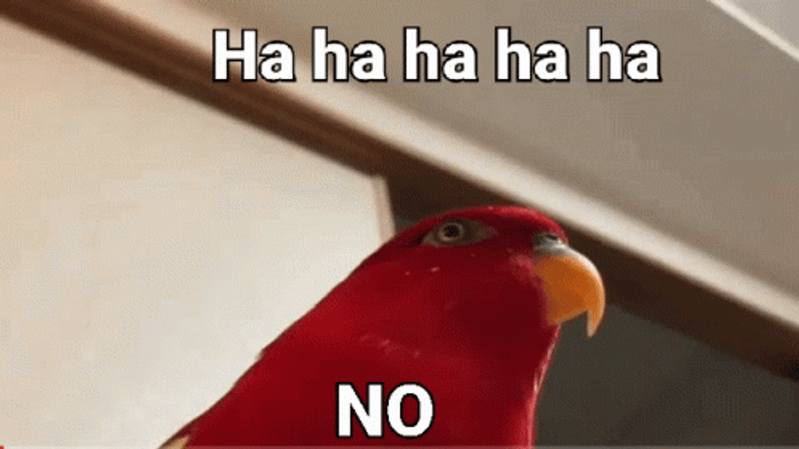 hahaha-no-bird-meme-x86uauw50ifpx624.gif