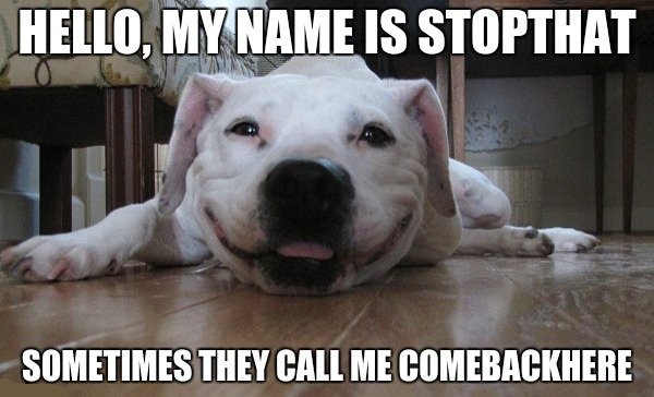 hello-my-name-is-stop-that-dog-meme.jpg