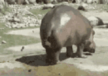hippo.gif
