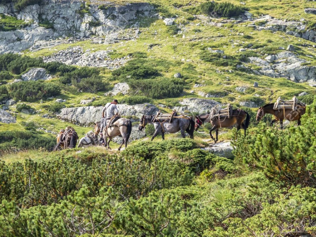 Horse Convoy.jpg