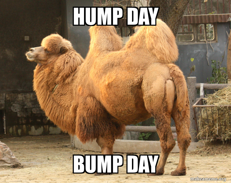 hump-day-bump.jpg