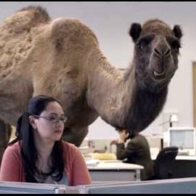 hump day.jpg