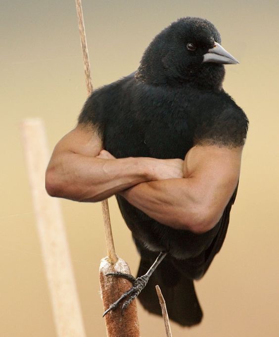 image.jpg