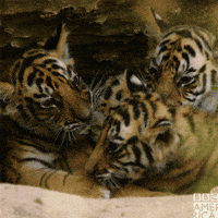 IMG_0810.gif