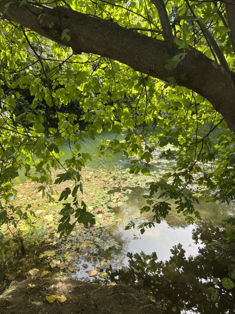 IMG_2530.jpeg