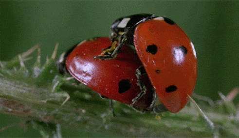 IMG_2625.gif