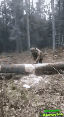 IMG_4265.gif