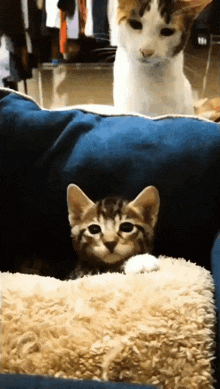 IMG_4867.gif
