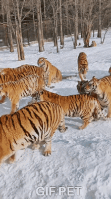 IMG_5138.gif