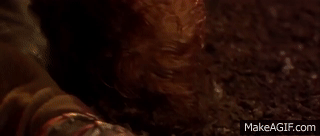 IMG_5517.gif