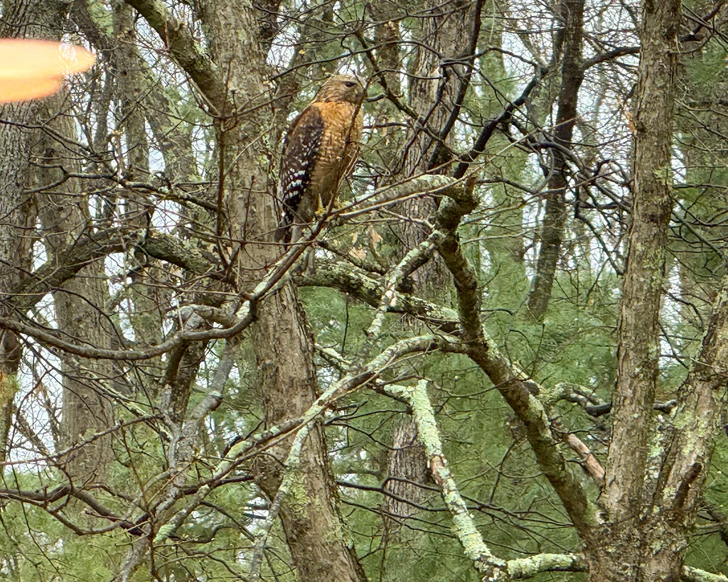 IMG_6242 copy1.webp