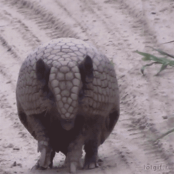 IMG_7664.gif