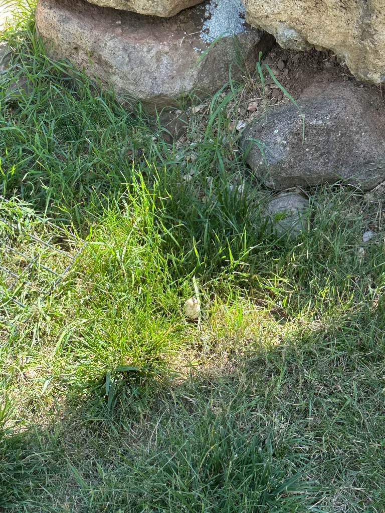 IMG_8671.webp