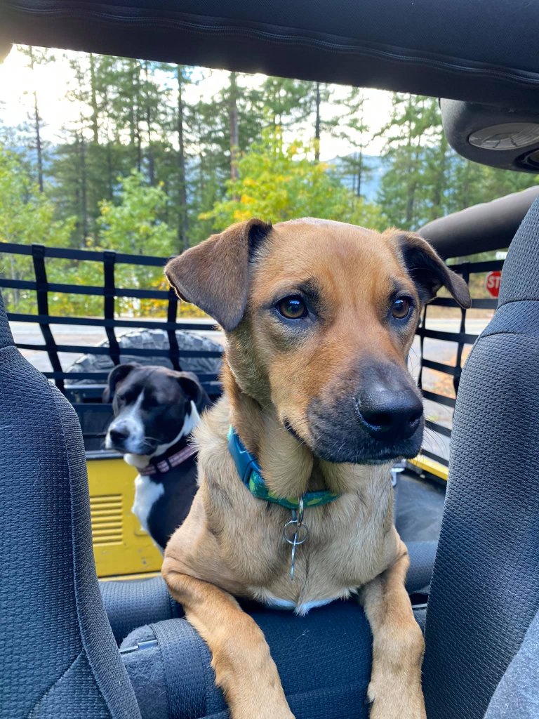 jeepin_dog.jpg