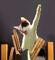 karate kitten.jpg