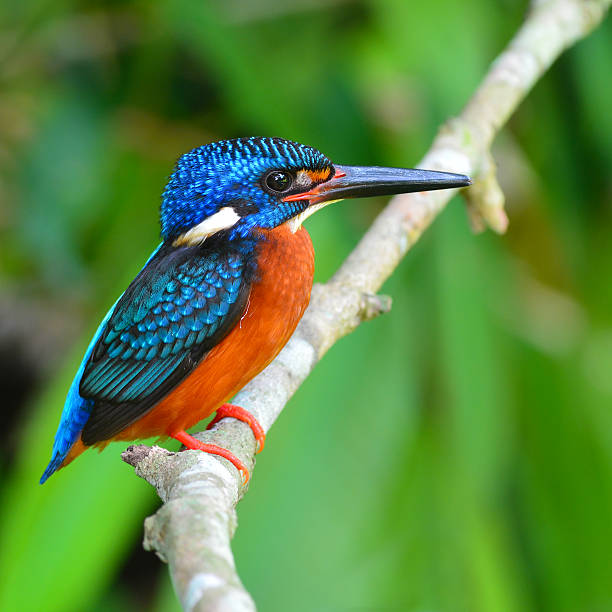 kingfisher.jpg