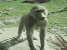 kiss-my-butt-monkey.gif