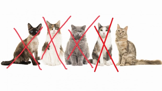 Kitty Cats.jpeg