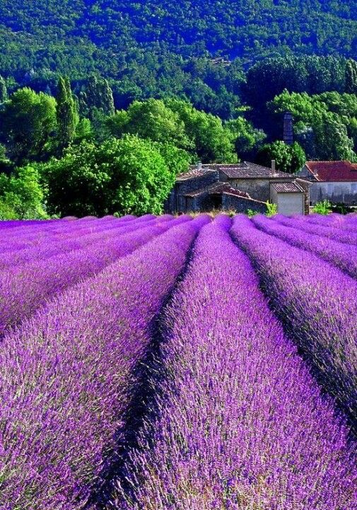 Lavender.jpg