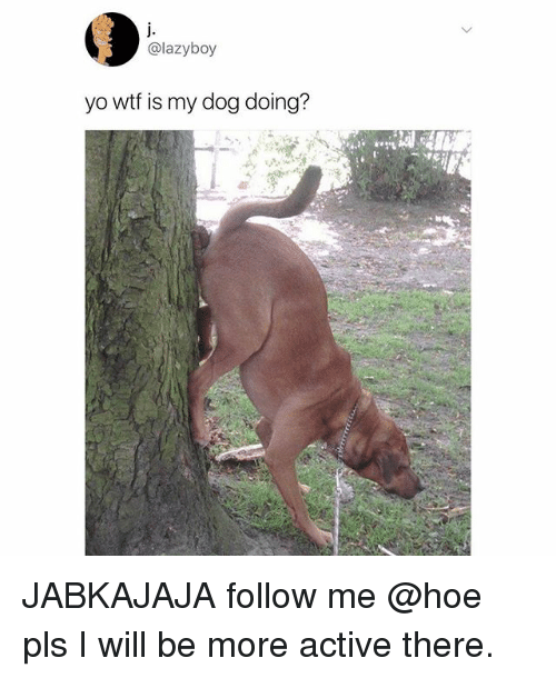 lazyboy-yo-wtf-is-my-dog-doing-jabkajaja-follow-me-25325946.png
