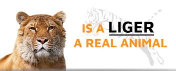 liger.jpg