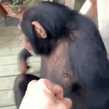 monkey-animals.gif