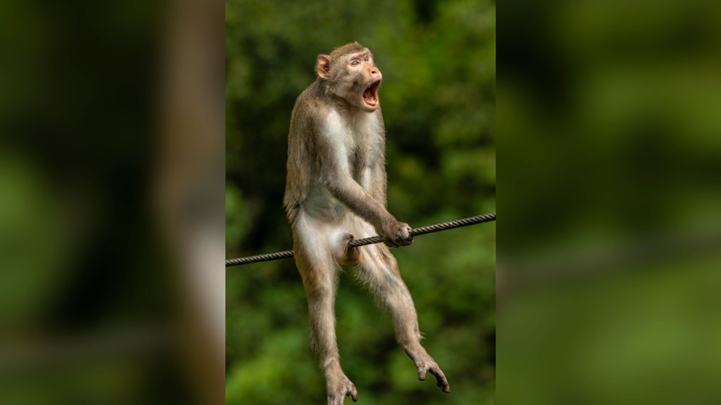 Monkey.jpg