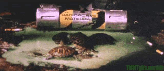ninja-turtles.gif